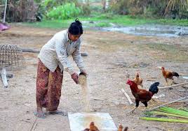 Mimpi Memberi Makan Ayam Tafsir Mimpi Hewan Beternak Ayam Ayam