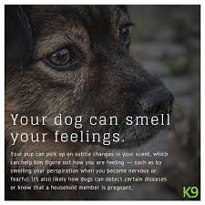 Iphone Phone Cases Samsung Phone Cases K9 Phone Cases In 2020 Dog Quotes Dogs Dog Love