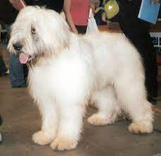 Ciobănesc românesc mioritic) is a large breed of livestock guardian dog that originated in the carpathian mountains of romania. Romanian Mioritic Shepherd Dog Wikipedia