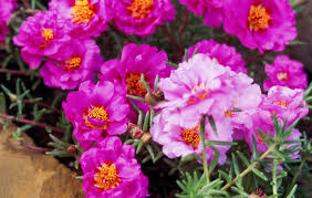 Image result for Portulaca
