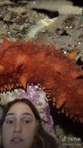 UConn Animal Behavior