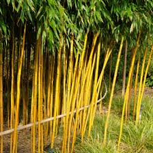 Black Bamboo Plants For Sale Gauteng Golden Bamboo Plant Golden Bamboo Plant Growing Bamboo Golden Bamboo
