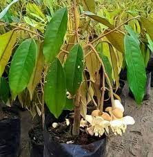 Bagi anda yang tertarik untuk budidaya durian montong, ada beberapa tips dari kami agar hasil yang diperoleh juga maksimal sesuai dengan harapan anda. Durian Batang Mas Hybrid Anak Pokok Anggur Malaysia Facebook