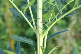 Image result for Tagetes minuta