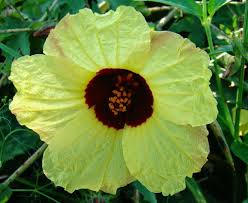 Image result for Hibiscus surattensis