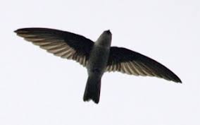 Mainan ini tergolong tradisional dan bisa dikategorikan sebagai mainan klasik. 24 Arti Mimpi Tentang Burung Layang Layang Gua Menurut Primbon Jawa Dan Islam Perjalanan