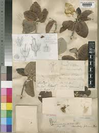 Image result for Androstachys johnsonii