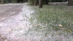 Image result for cottonwood tree seeds season