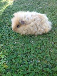 Pin On Guinea Pigs