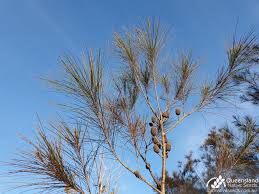 Image result for Casuarina littoralis