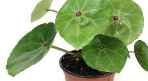 Red Ruby Begonia 4 Pot Rare Houseplant Begonia Conchifolia Rubrimacula House Plants Begonia Plants