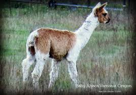 New Baby Alpaca On A Farm In Vernonia Oregon Gayle Rich Boxman 10 29 16 Animals New Baby Products Baby Alpaca