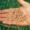 Der bandwurm gelangt durch das essen von rohem oder wenig der bandwurm ernährt sich von nahrung, die der wirt verzehrt und benutzt diese substanzen für sein. Https Encrypted Tbn0 Gstatic Com Images Q Tbn And9gct3ezkxearniylcf73q3rwf Lxahdn3nsybgo0qhwijstbnxoe Usqp Cau