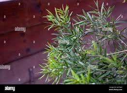 Image result for Afrocarpus usambarensis