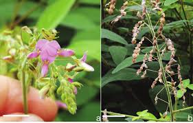Image result for Desmodium tortuosum