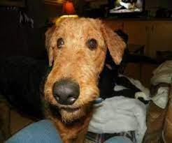 Adopt Herschel On Petfinder Airedale Puppy Airedale Terrier Terrier Rescue