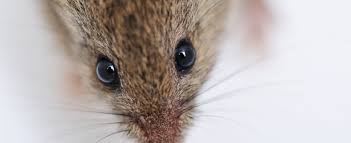 Before proceeding with the pest prevention procedures, it's important to know about the different types of critters that love invading commercial kitchen and they always manage to find the food source and a suitable hiding spot in the kitchen. Pest Prevention Best Practices For Your Restaurant Modern Restaurant Management The Business Of Eating Restaurant Management News