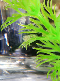 Warmth and humidity are your number one concern, closely followed by ensuring that the clutch does not stay too wet. Are These Snails Eggs If They Are How Long Will It Be Until They Hatch My Aquarium Club