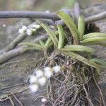 Image result for Bolusiella iridifolia