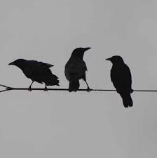 Bird On A Wire Meaning Crows On A Wire 10 By 10 Fine Art Photo Print Crows Black Bird Mrachnye Mesta Yaponskoe Iskusstvo Tatuirovki Voron