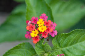Image result for Lantana tiliifolia