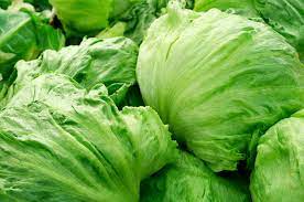 The primary query is the best way to harvest lettuce from the garden. What Is Iceberg Lettuce Tips For Growing Iceberg Lettuce In The Garden
