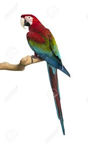 Guacamaya Roja Google Search Birds Painting Bird Art Beautiful Birds