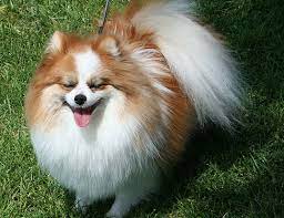 Life Span Of Pomeranian