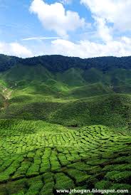 We did not find results for: Bharat Tea Plantation At Cameron Highlands Travel Food Lifestyle Blog