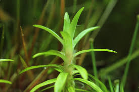 Image result for Syngonanthus