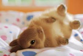 More memes, funny videos and pics on 9gag. Have A Little Baby Bunny Becuase You Are Adorable Too Aww