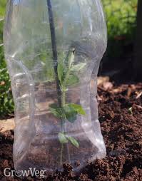 To keep bugs away, we planted marigolds or onion starts next to each tomato plant. 10 Clever Hacks For Reusing Plastic Bottles In The Garden