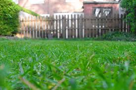 Hay sahabat betalandscape, kali ini kami akan bahas 2. 5 Cara Mudah Menanam Rumput Taman