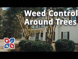 The herbicide roundup can harm some aquatic plants. Weed Control Around Trees Lawn Care Maintenance Tips Domyown Com Youtube