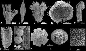 Image result for Kohautia confusa