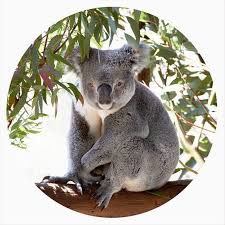 Kids Wall Decor Decal Koala Conservation Nursery Art Etsy Kids Wall Decor Koala Etsy Nursery Art