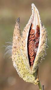 Best of all, milkweed produce gorgeous, fragrant flowers that are easy to care for. Common Milkweed Seeds For Large Butterfly Gardens