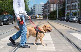 Psychiatric Service Dog Colorado Certapet