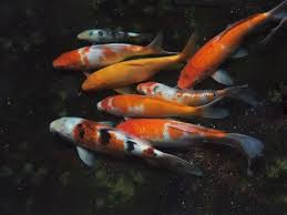 Most goldfish will grow to be 10+ inches in length if they are well taken care of and if they live in a well maintained aquarium or outdoor pond. Koi Fish Vs Goldfish 10 Differences You Want To Know Fish Tank World