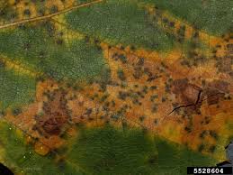 Leaf loss during several consecutive growing seasons can result in reduced growth and increased susceptibility to pests and other diseases. Septoria Leaf Spot Septoria Betulae On European Birch Betula Pendula 5528604