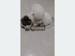 Maybe you would like to learn more about one of these? Pets Pomeranian Puppys For Sale In Ja Ela Saleme Lk