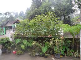 Jangan ndeso tahu tempe : Musim Hujan Itu Hijau Green Avenue