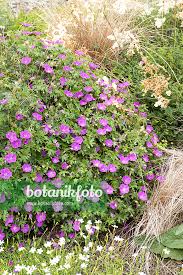 Image result for Geranium sanguineum Max Frei