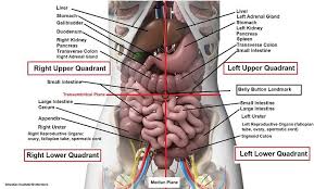 Four Abdominal Quadrants And Nine Abdominal Regions Anatomy And Physiology In 2020 Human Anatomy And Physiology Medical Knowledge Anatomy Organs