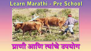 Animal Uses In Marathi Learn Marathi For Kids Marathi Grammar Marathi For Beginners Youtube