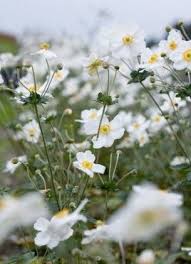 We did not find results for: Https Www Shootgardening Co Uk Plant Anemone X Hybrida Honorine Jobert Plants Shade Plants Shade Tolerant Plants