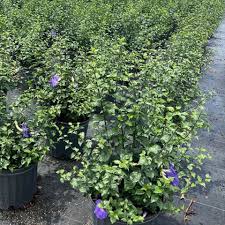 Image result for Thunbergia stelligera