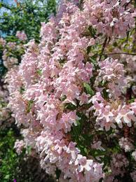 Image result for Kolkwitzia