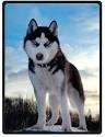 Siberian Husky Puppies for Sale | PuppySpot