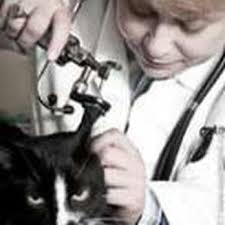 AUSAYMAS VETERINARY HOSPITAL